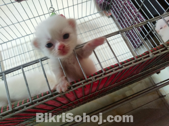 Pure parshian blue eyes baby cat
